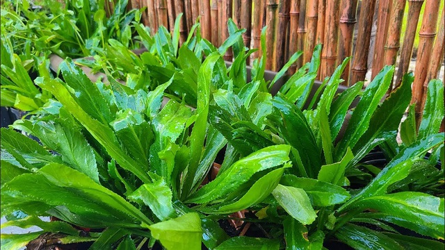 Loại rau rẻ tiền, mùa đông người Việt nên ăn để 'quét sạch mỡ máu', ngăn ngừa bệnh mạn tính - Ảnh 1. Loại rau rẻ tiền, mùa đông người Việt nên ăn để 'quét sạch mỡ máu', ngăn ngừa bệnh mạn tính - Ảnh 1.