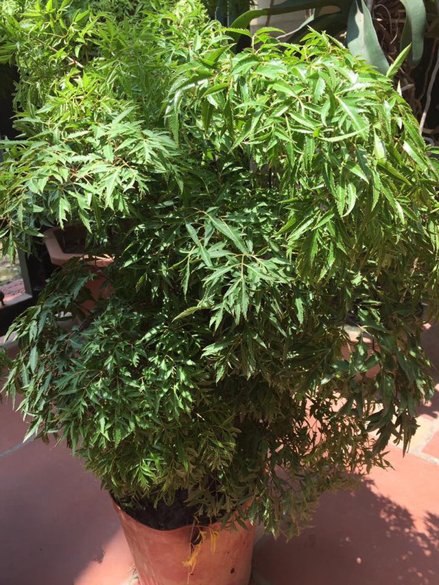 C&acirc;y đinh lăng trồng trước nh&agrave; h&uacute;t lộc , giữ kh&iacute; l&agrave;nh cho gia đ&igrave;nh Bạn - Ảnh 3.