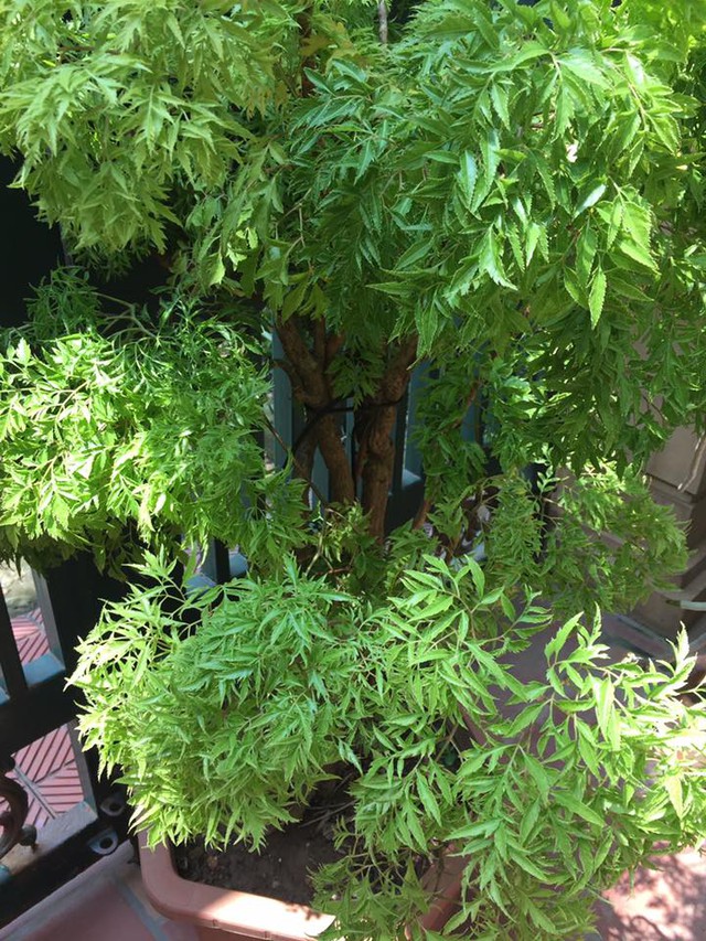 C&acirc;y đinh lăng trồng trước nh&agrave; h&uacute;t lộc , giữ kh&iacute; l&agrave;nh cho gia đ&igrave;nh Bạn - Ảnh 2.