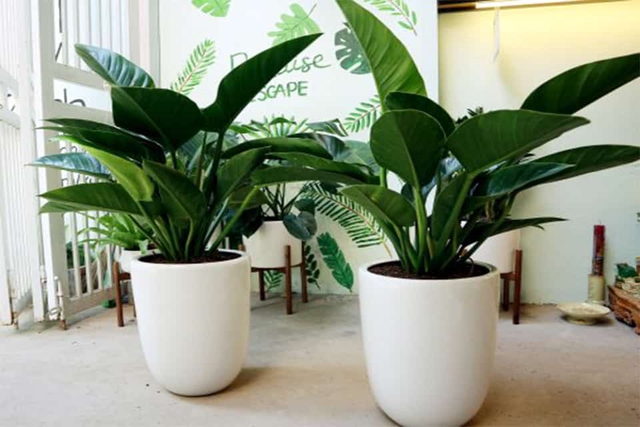 C&acirc;y trầu b&agrave; hợp mệnh n&agrave;o trong ngũ h&agrave;nh? - Ảnh 1.