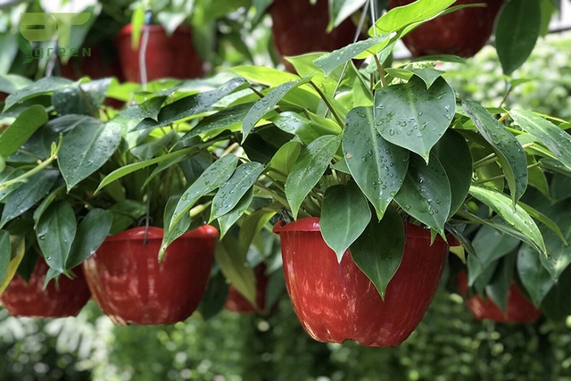 C&acirc;y trầu b&agrave; hợp mệnh n&agrave;o trong ngũ h&agrave;nh? - Ảnh 4.