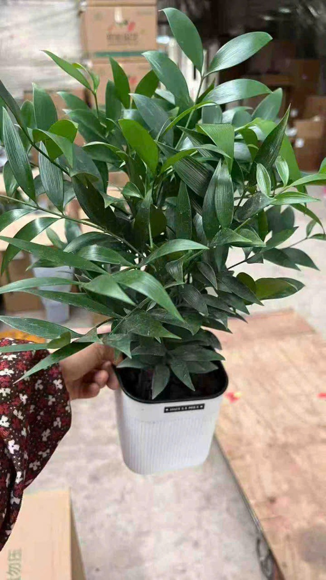 Được xem là 'cây giữ tiền' trong phong thủy, trồng trước nhà càng hút tài lộc - Ảnh 2.