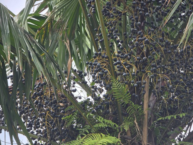 Gi&aacute; b&aacute;n quả cọ T&acirc;y Bắc tăng cao , người ti&ecirc;u d&ugrave;ng n&ecirc;n biết - Ảnh 5.