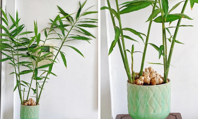 Thời điểm tốt nhất để trồng gừng phong thủy đ&oacute;n Tết - Ảnh 5.