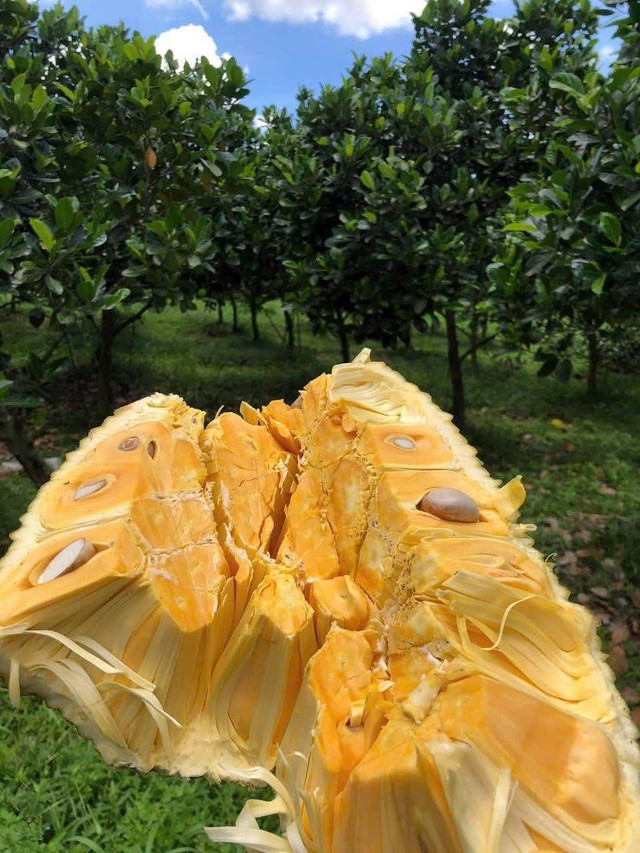 Từ 2026, một loại quả b&igrave;nh d&acirc;n của Việt Nam ch&iacute;nh thức xuất khẩu sang thị trường đ&ocirc;ng d&acirc;n nhất thế giới - Ảnh 2.