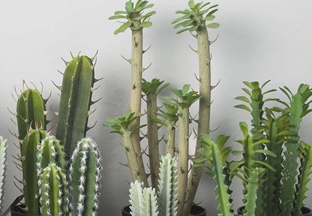 3 Lọai c&acirc;y kh&ocirc;ng n&ecirc;n trồng trước nh&agrave; v&igrave; ảnh hưởng phong thủy v&agrave; an to&agrave;n gia đ&igrave;nh - Ảnh 2.