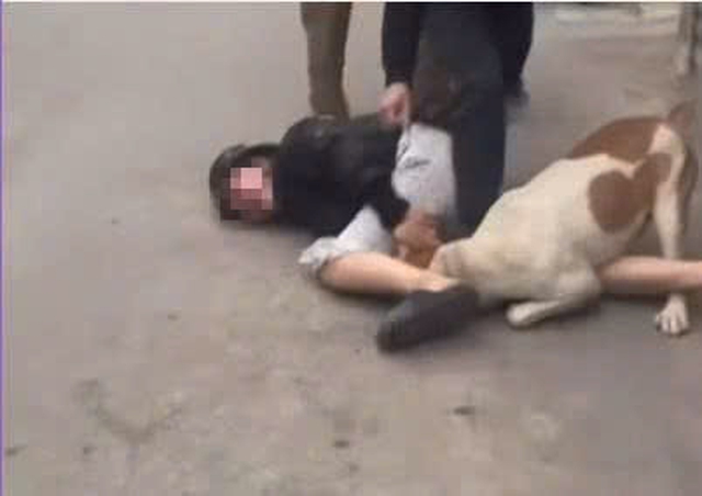 Vụ thả ch&oacute; cắn người ở H&agrave; Nội v&agrave; tr&aacute;ch nhiệm ph&aacute;p l&yacute; đối với h&agrave;nh vi nguy hiểm - Ảnh 3.