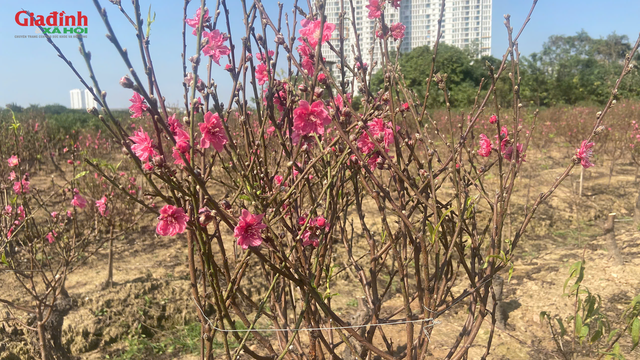 Canh đ&agrave;o nở đ&uacute;ng Tết, l&agrave;ng đ&agrave;o H&agrave; Đ&ocirc;ng v&agrave;o m&ugrave;a cao điểm - Ảnh 2.