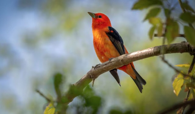 B&iacute; mật số cuối ng&agrave;y sinh &Acirc;m lịch: 4 con số được cho l&agrave; h&uacute;t t&agrave;i lộc mạnh nhất - Ảnh 1.