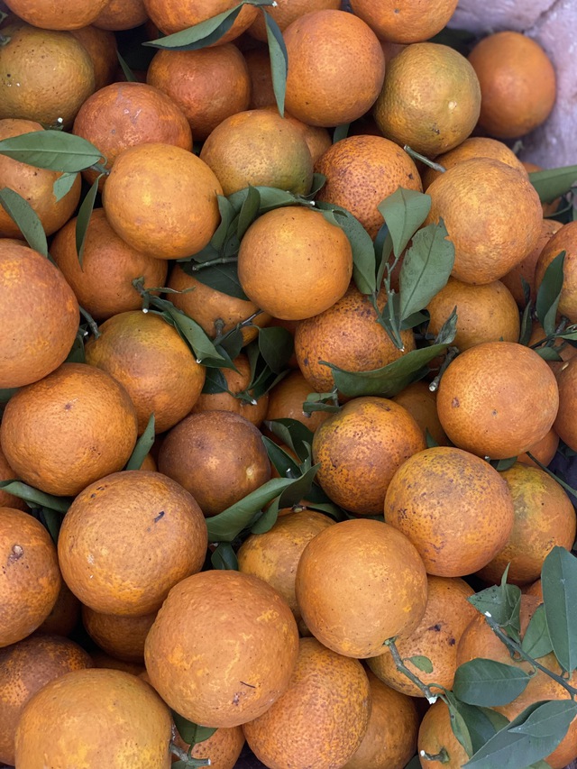 GĐXH - Loại cam này được trồng nhiều tại Việt Nam và được người tiêu dùng ưa chuộng vì vừa ngon, bổ lại có mức giá phải chăng. - Ảnh 4. GĐXH - Loại cam này được trồng nhiều tại Việt Nam và được người tiêu dùng ưa chuộng vì vừa ngon, bổ lại có mức giá phải chăng. - Ảnh 4.