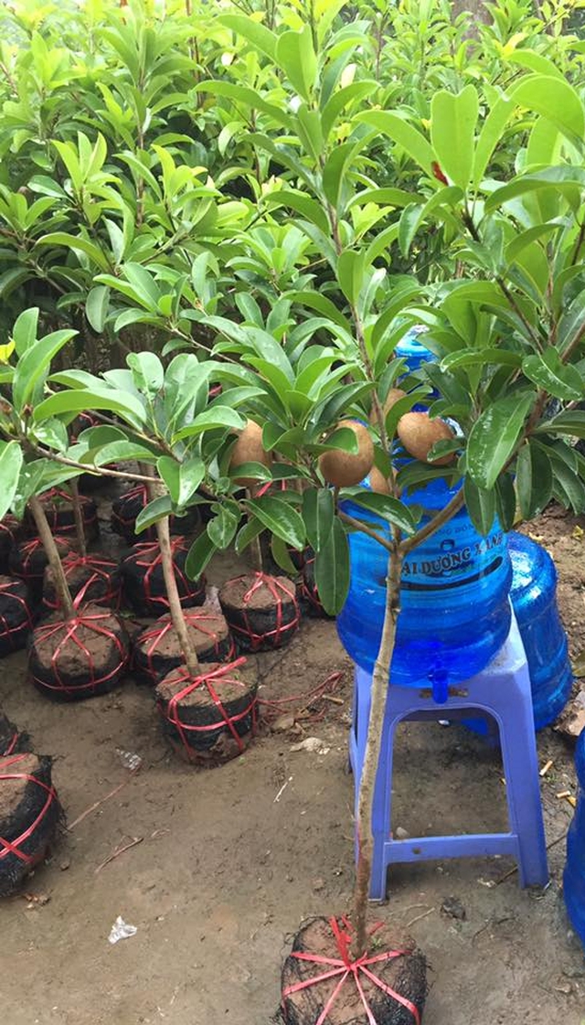 Trồng cây hồng xiêm trước cửa nhà mang lại tài lộc và may mắn bền vững - Ảnh 2.