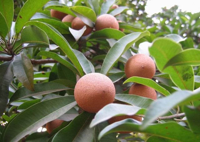 Trồng cây hồng xiêm trước cửa nhà mang lại tài lộc và may mắn bền vững - Ảnh 3.