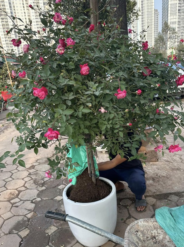 Những loại cây cảnh cần tránh trồng trong nhà nếu không muốn thất thoát tiền của theo lời dặn của người xưa - Ảnh 3.