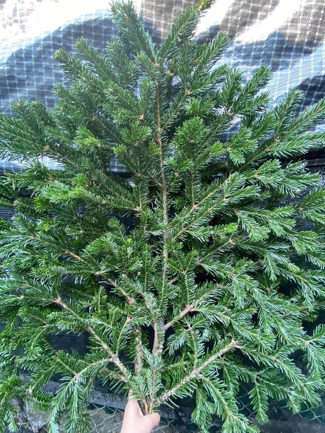 Thông tươi giá rẻ được chị em ‘săn đón’ trang trí dịp Giáng sinh 2025 - Ảnh 5. Thông tươi giá rẻ được chị em ‘săn đón’ trang trí dịp Giáng sinh 2025 - Ảnh 5.