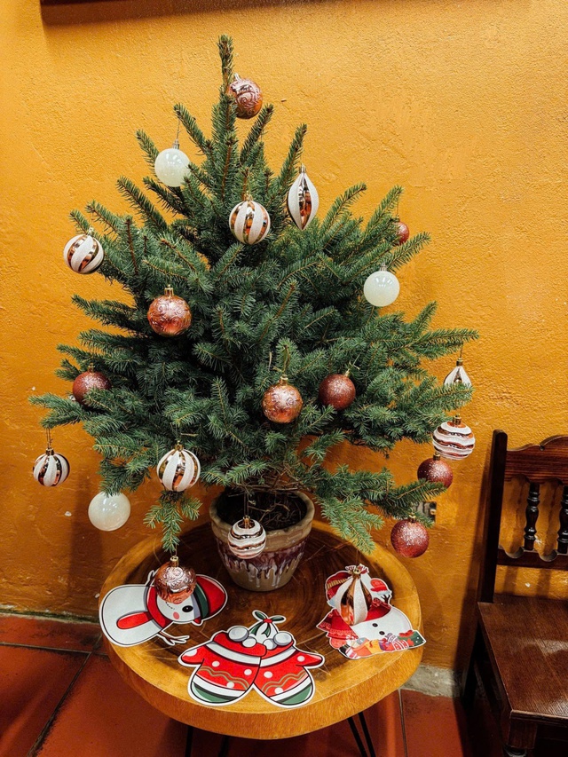 Thông tươi giá rẻ được chị em ‘săn đón’ trang trí dịp Giáng sinh 2025 - Ảnh 3. Thông tươi giá rẻ được chị em ‘săn đón’ trang trí dịp Giáng sinh 2025 - Ảnh 3.