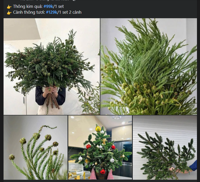Thông tươi giá rẻ được chị em ‘săn đón’ trang trí dịp Giáng sinh 2025 - Ảnh 2. Thông tươi giá rẻ được chị em ‘săn đón’ trang trí dịp Giáng sinh 2025 - Ảnh 2.