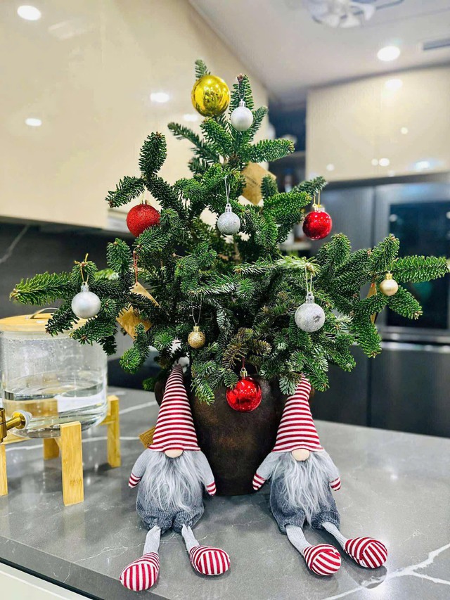 Thông tươi giá rẻ được chị em ‘săn đón’ trang trí dịp Giáng sinh 2025 - Ảnh 7. Thông tươi giá rẻ được chị em ‘săn đón’ trang trí dịp Giáng sinh 2025 - Ảnh 7.