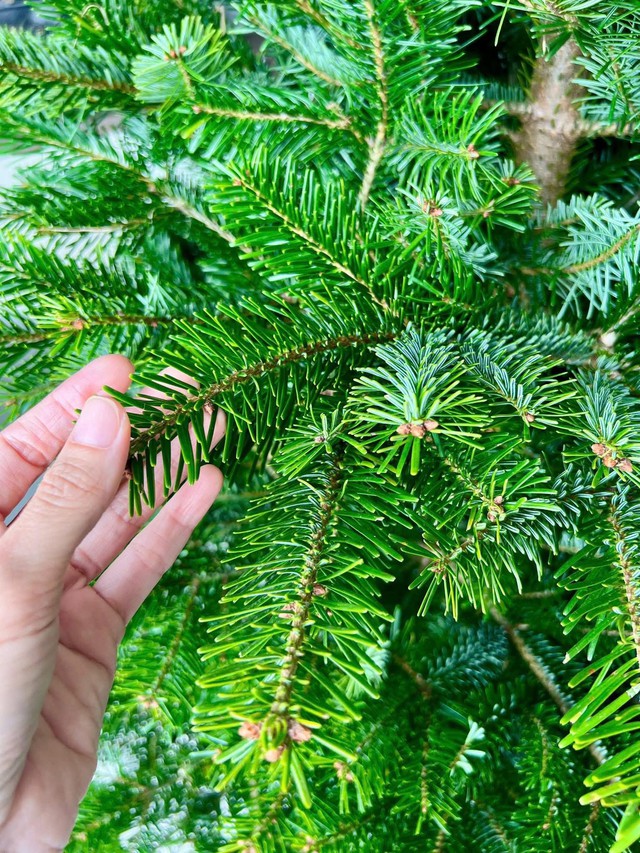 Thông tươi giá rẻ được chị em ‘săn đón’ trang trí dịp Giáng sinh 2025 - Ảnh 6. Thông tươi giá rẻ được chị em ‘săn đón’ trang trí dịp Giáng sinh 2025 - Ảnh 6.