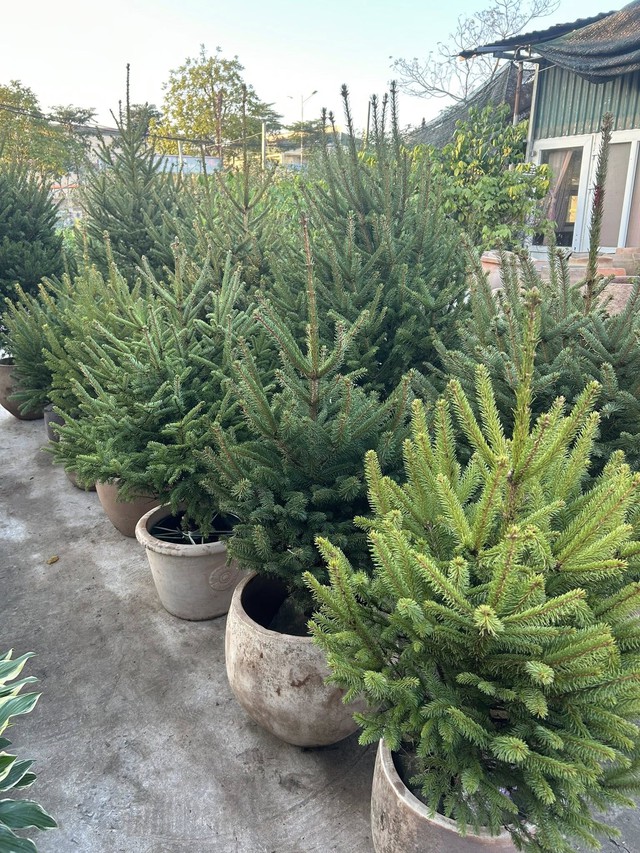 Thông tươi giá rẻ được chị em ‘săn đón’ trang trí dịp Giáng sinh 2025 - Ảnh 4. Thông tươi giá rẻ được chị em ‘săn đón’ trang trí dịp Giáng sinh 2025 - Ảnh 4.