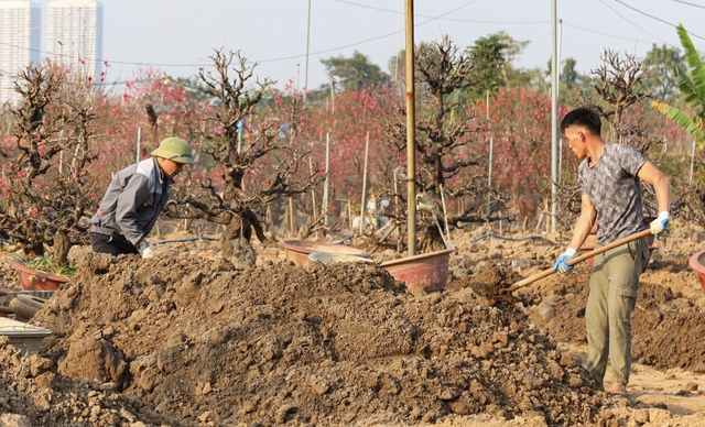 Sau Tết Nguyên đán, đào cổ có giá hàng chục triệu đồng được thu gom trở lại vườn, bắt đầu hành trình hồi sinh- Ảnh 3.