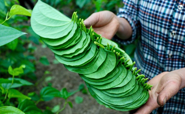 Về Nghệ An xem cây... ‘đếm lá, tính tiền’- Ảnh 7.