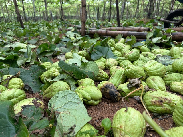 Su su rớt giá thảm hại còn 300 đồng/kg, nông dân lấy làm phân bón ruộng- Ảnh 1.