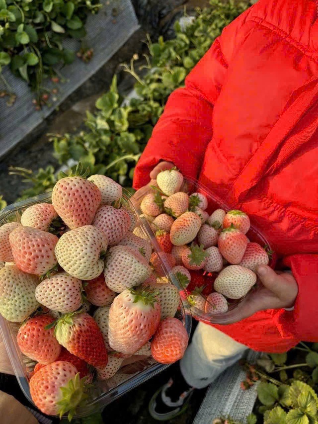 Dâu Bạch Tuyết giá rẻ bèo bán ngập thị trường, tiểu thương chia sẻ cách mua hàng chuẩn - Ảnh 9.