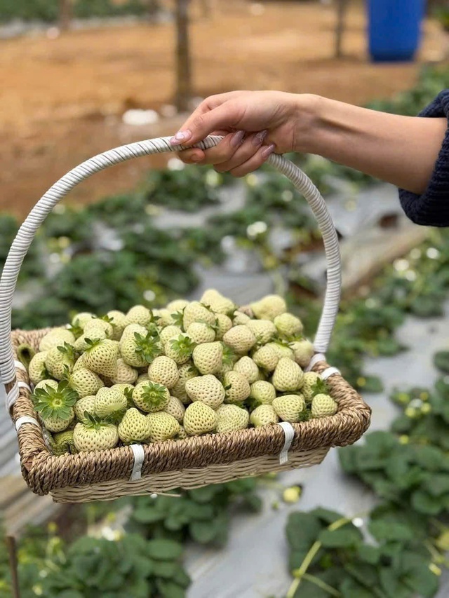 Dâu Bạch Tuyết giá rẻ bèo bán ngập thị trường, tiểu thương chia sẻ cách mua hàng chuẩn - Ảnh 7.