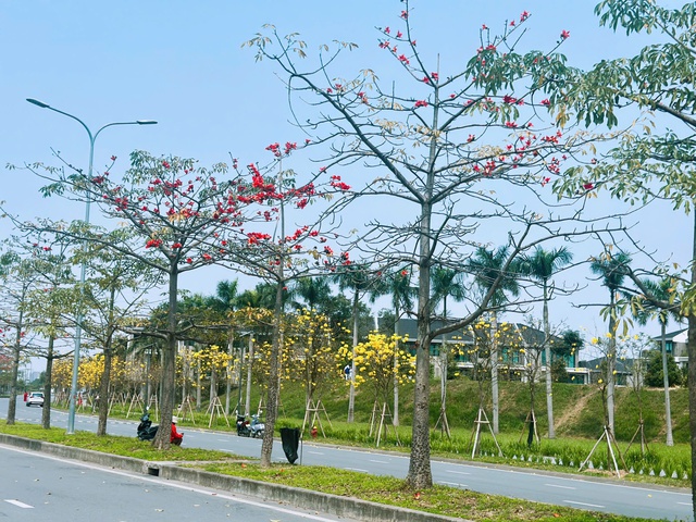 Bắt trọn khoảnh khắc hoa gạo bật 'mode' rực đỏ khiến ai nhìn cũng phải mê- Ảnh 2.