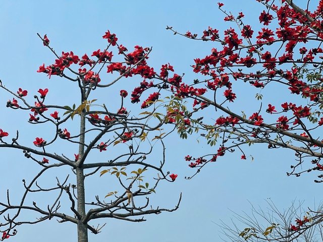 Bắt trọn khoảnh khắc hoa gạo bật 'mode' rực đỏ khiến ai nhìn cũng phải mê- Ảnh 18.