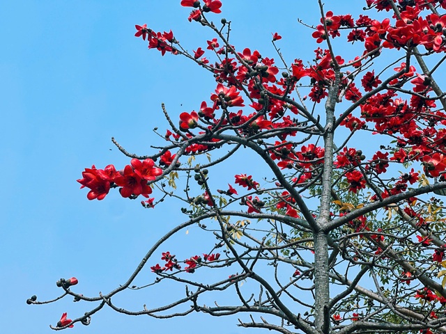 Bắt trọn khoảnh khắc hoa gạo bật 'mode' rực đỏ khiến ai nhìn cũng phải mê- Ảnh 16.