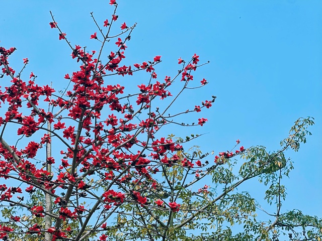 Bắt trọn khoảnh khắc hoa gạo bật 'mode' rực đỏ khiến ai nhìn cũng phải mê- Ảnh 3.