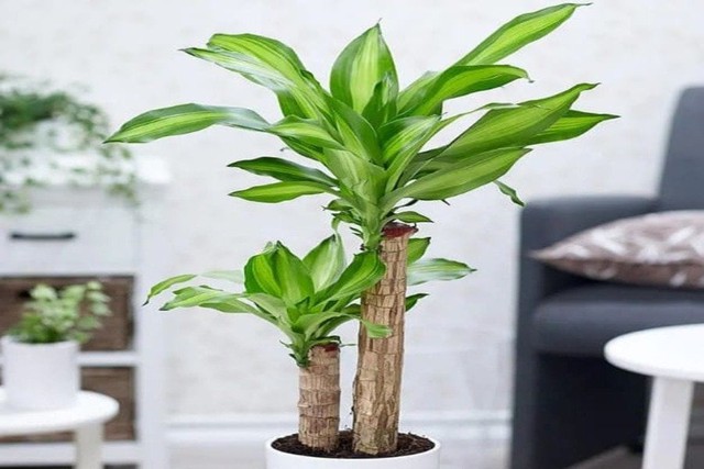 C&acirc;y phong thủy tuổi M&ugrave;i h&uacute;t t&agrave;i lộc, mang may mắn - Ảnh 8.