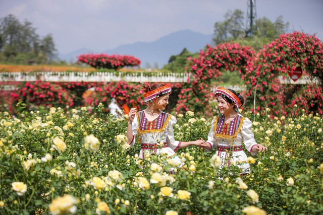 Lễ hội hoa hồng tại Fansipan Sa Pa sẽ quy tụ nhiều loại hồng quý hiếm- Ảnh 1. Lễ hội hoa hồng tại Fansipan Sa Pa sẽ quy tụ nhiều loại hồng quý hiếm- Ảnh 1.