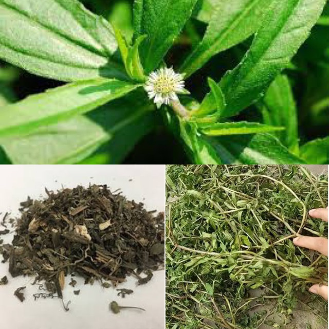 5 loại thuốc nam rẻ tiền bán đầy chợ Việt, mùa hè dùng theo cách này để làm mát gan, thải độc gan hiệu quả- Ảnh 5. 5 loại thuốc nam rẻ tiền bán đầy chợ Việt, mùa hè dùng theo cách này để làm mát gan, thải độc gan hiệu quả- Ảnh 5.