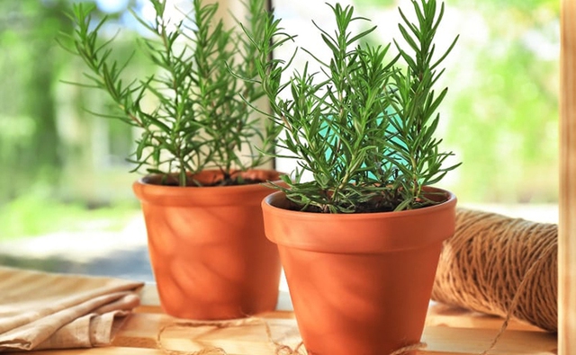 Diệt muỗi hiệu quả chỉ bằng cách trồng những cây sau - Ảnh 4. Diệt muỗi hiệu quả chỉ bằng cách trồng những cây sau - Ảnh 4.