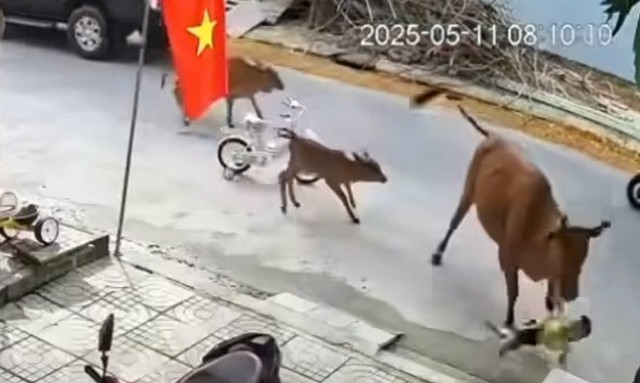 Tin sáng 12/5: Miền Bắc bừng nắng trước khi đón tiếp đợt mưa mới; Phạt tài xế xe buýt mở cửa đập vào người đi xe máy- Ảnh 5. Tin sáng 12/5: Miền Bắc bừng nắng trước khi đón tiếp đợt mưa mới; Phạt tài xế xe buýt mở cửa đập vào người đi xe máy- Ảnh 5.