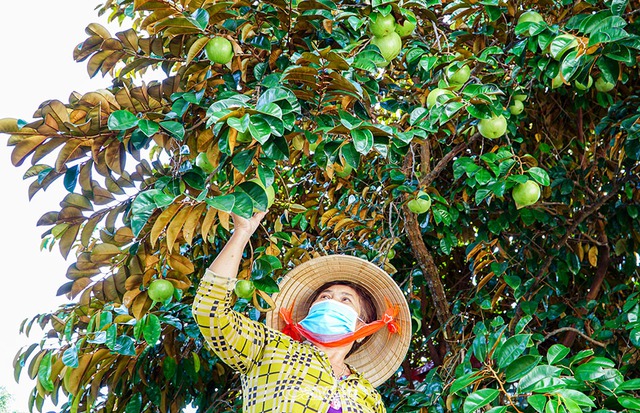 Top cây ăn quả cho bóng mát được yêu thích nhất- Ảnh 3. Top cây ăn quả cho bóng mát được yêu thích nhất- Ảnh 3.