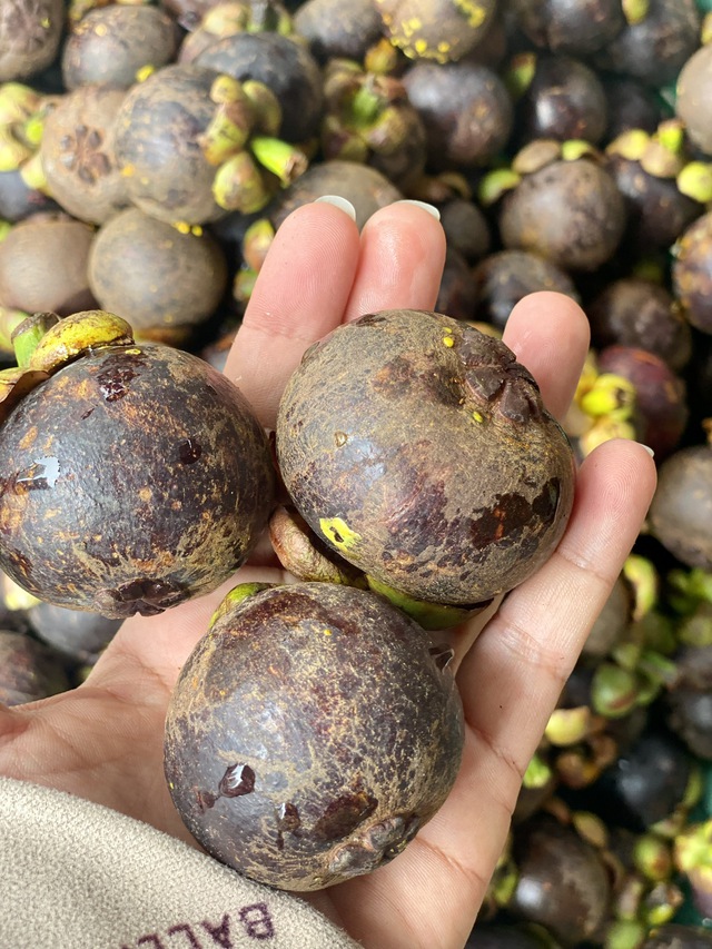 Loại quả được ví là ‘nữ hoàng’ trái cây đầu mùa giá cao, tiểu thương không dám nhập hàng vì sợ lỗ vốn- Ảnh 9. Loại quả được ví là ‘nữ hoàng’ trái cây đầu mùa giá cao, tiểu thương không dám nhập hàng vì sợ lỗ vốn- Ảnh 9.