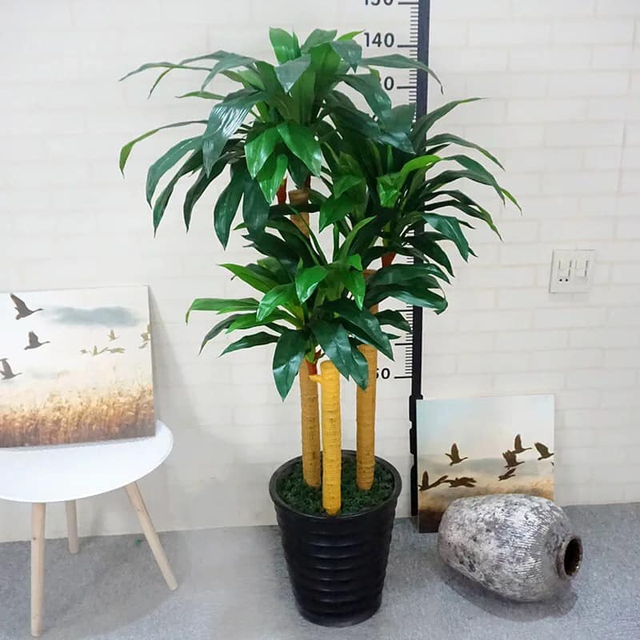 Những loại cây cảnh tuyệt đối không nên đặt trong phòng làm việc - Ảnh 4. Những loại cây cảnh tuyệt đối không nên đặt trong phòng làm việc - Ảnh 4.