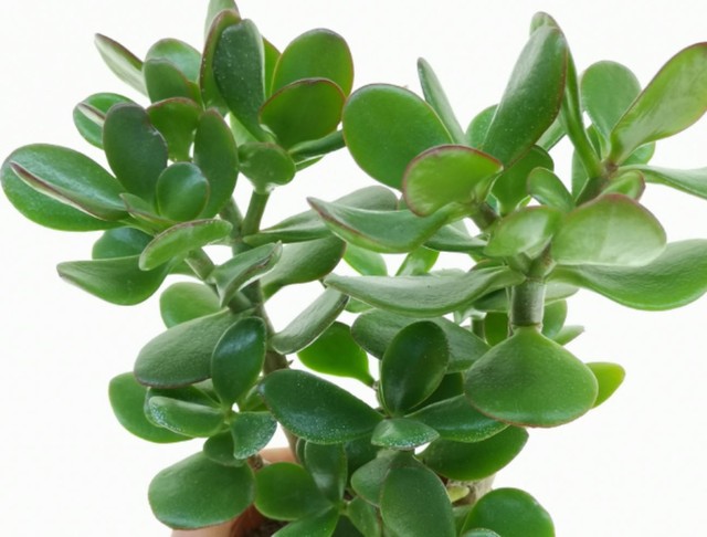 Top cây đặt phòng ngủ giúp giấc ngủ ngon, có lợi cho sức khỏe - Ảnh 5. Top cây đặt phòng ngủ giúp giấc ngủ ngon, có lợi cho sức khỏe - Ảnh 5.
