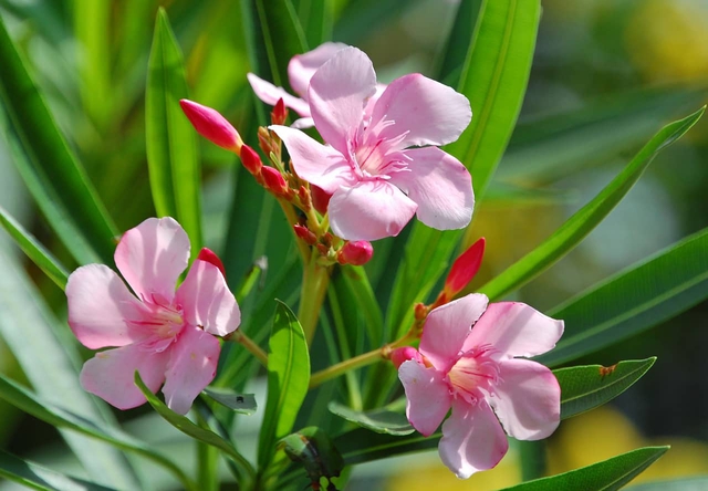 Những loại cây cảnh tuyệt đối không nên đặt trong phòng làm việc - Ảnh 3. Những loại cây cảnh tuyệt đối không nên đặt trong phòng làm việc - Ảnh 3.