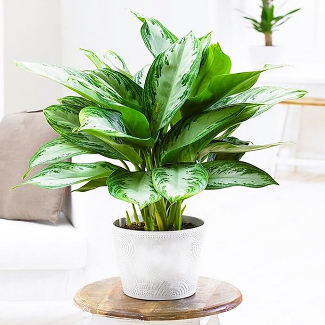 Mệnh Kim nên trồng cây gì trước nhà để đón tài lộc, bảo hộ cho gia đình?- Ảnh 2. Mệnh Kim nên trồng cây gì trước nhà để đón tài lộc, bảo hộ cho gia đình?- Ảnh 2.