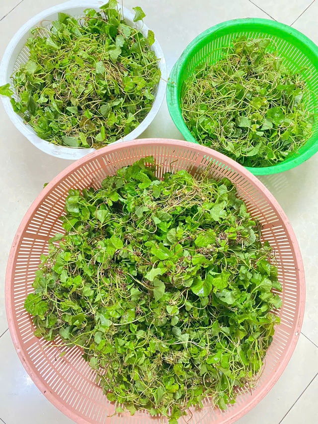 Loại rau được ví như ‘nhân sâm’ trước mọc dại nay thành đặc sản không đủ bán- Ảnh 2. Loại rau được ví như ‘nhân sâm’ trước mọc dại nay thành đặc sản không đủ bán- Ảnh 2.