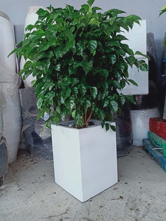 Mệnh Kim nên trồng cây gì trước nhà để đón tài lộc, bảo hộ cho gia đình?- Ảnh 4. Mệnh Kim nên trồng cây gì trước nhà để đón tài lộc, bảo hộ cho gia đình?- Ảnh 4.