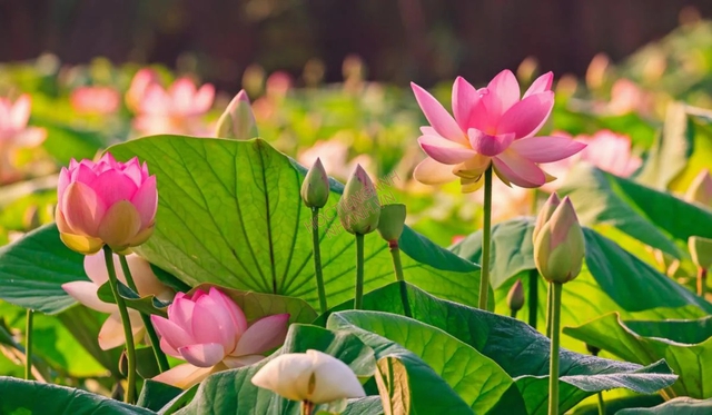 Người mệnh Kim nhất định không để loại cây hoa này trong nhà nếu không muốn ảnh hưởng đến vận khí của gia đình- Ảnh 3. Người mệnh Kim nhất định không để loại cây hoa này trong nhà nếu không muốn ảnh hưởng đến vận khí của gia đình- Ảnh 3.