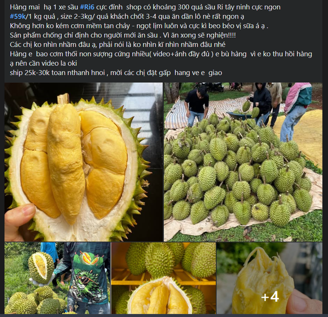 Loạn giá sầu riêng, nơi bán vài chục nghìn nơi hàng trăm nghìn đồng/kg- Ảnh 1. Loạn giá sầu riêng, nơi bán vài chục nghìn nơi hàng trăm nghìn đồng/kg- Ảnh 1.