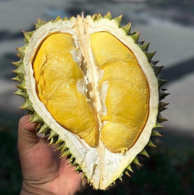 Loạn giá sầu riêng, nơi bán vài chục nghìn nơi hàng trăm nghìn đồng/kg- Ảnh 10. Loạn giá sầu riêng, nơi bán vài chục nghìn nơi hàng trăm nghìn đồng/kg- Ảnh 10.