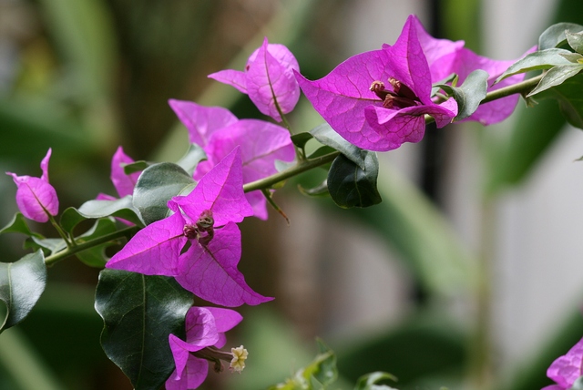 bougainvilleaspectabilisbokeh-17479905190761931789489.jpg