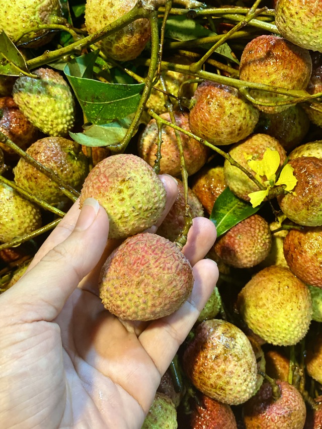Vải u đầu mùa giá cao chót vót nhưng vẫn đắt khách tìm mua- Ảnh 10. Vải u đầu mùa giá cao chót vót nhưng vẫn đắt khách tìm mua- Ảnh 10.